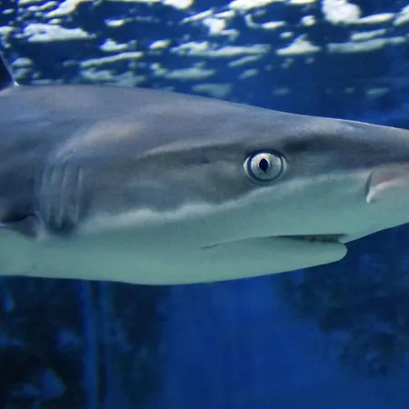 Appartement Ulika Pula