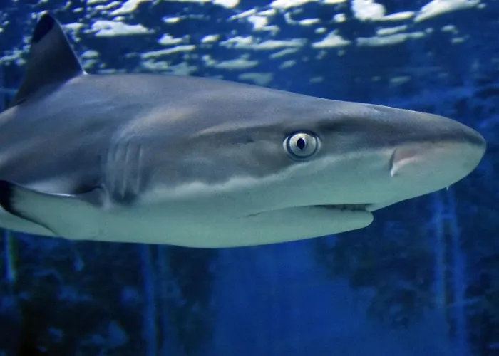 Διαμέρισμα Ulika Πούλα